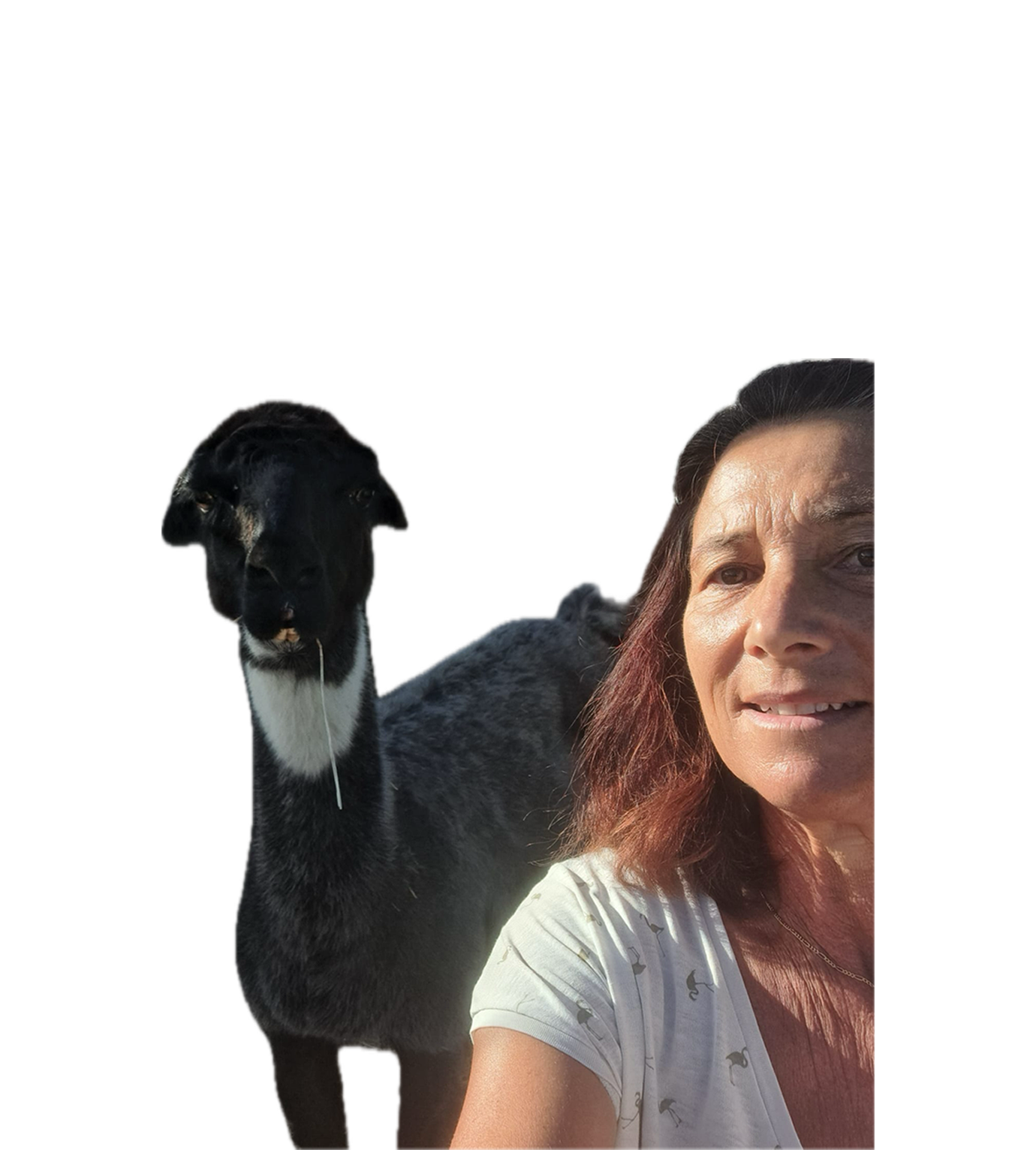 Animal en extérieur